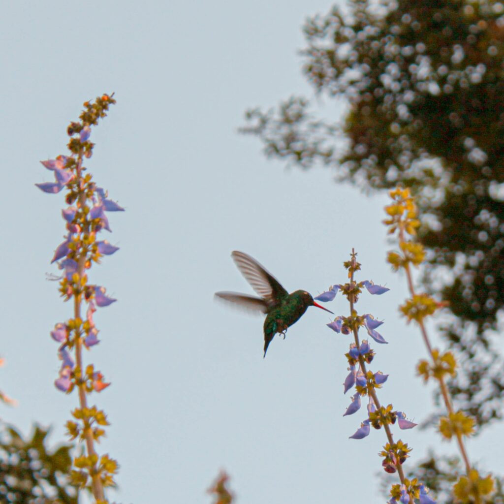 hummingbird near flowers